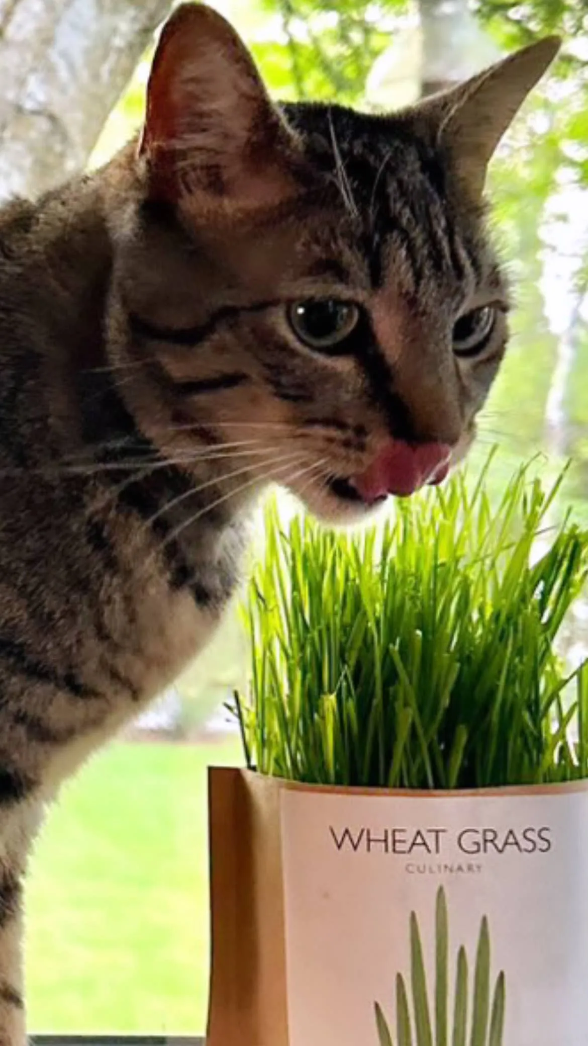 Garden in a Bag | Cat Grass