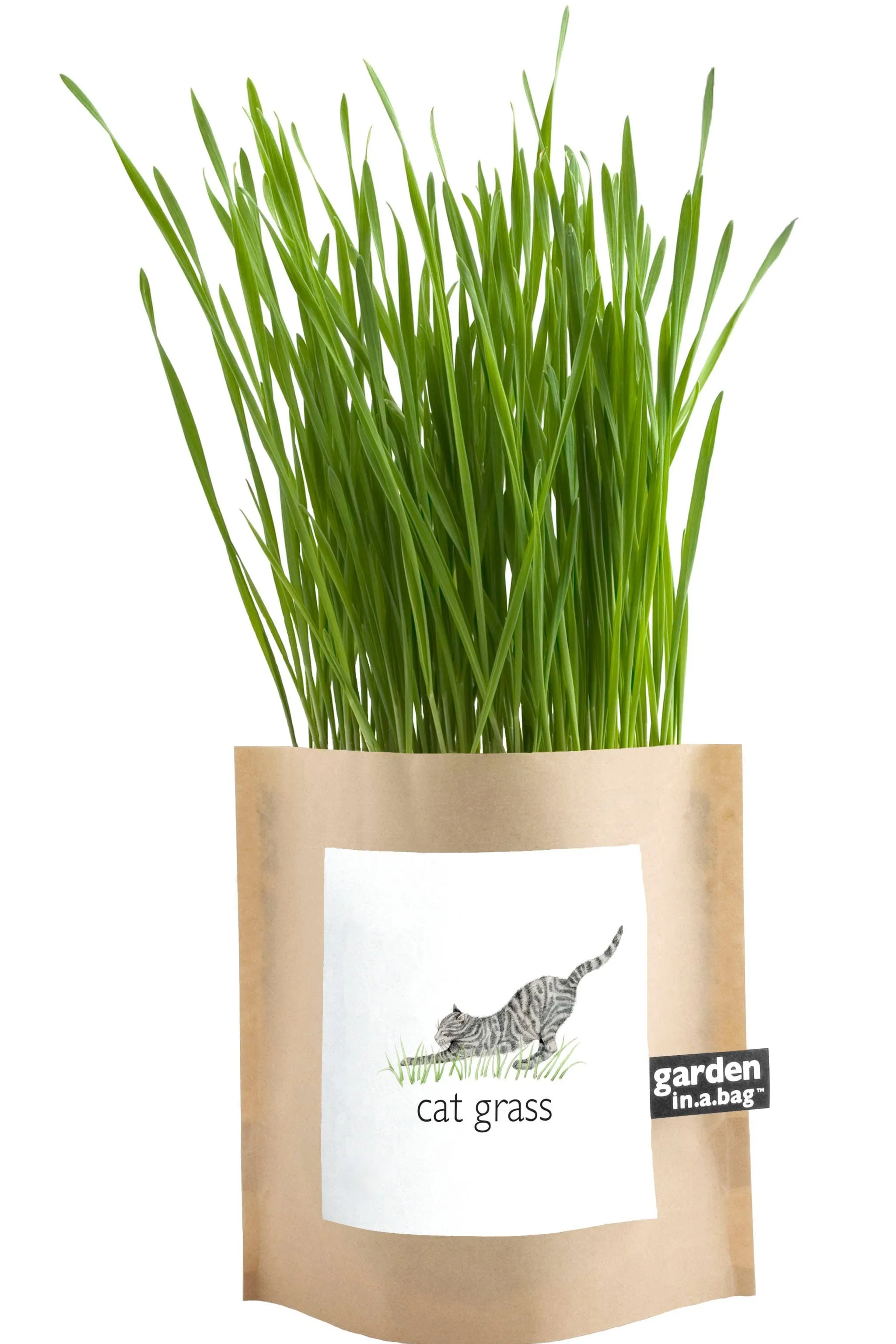 Garden in a Bag | Cat Grass